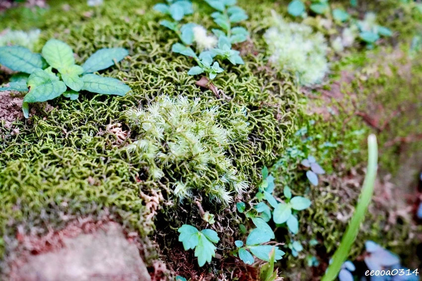 新北親子步道推薦｜雙溪虎豹潭古道，溪水清澈可觀魚、林蔭遮蔽輕