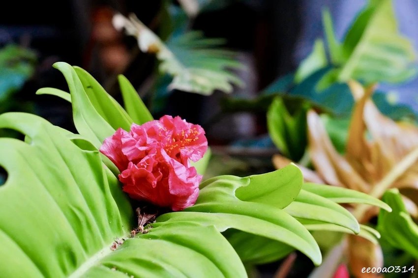 花蓮巷弄人氣甜點|找到了可頌小売所,每日限量排隊美食,超隱密 花蓮巷弄人氣甜點|找到了可頌小売所,每日限量排隊美食,超隱密