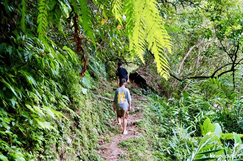 新北親子步道推薦｜雙溪虎豹潭古道，溪水清澈可觀魚、林蔭遮蔽輕