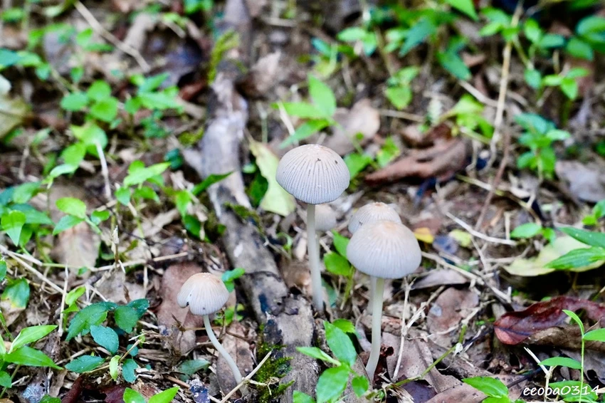 新北親子步道推薦｜雙溪虎豹潭古道，溪水清澈可觀魚、林蔭遮蔽輕