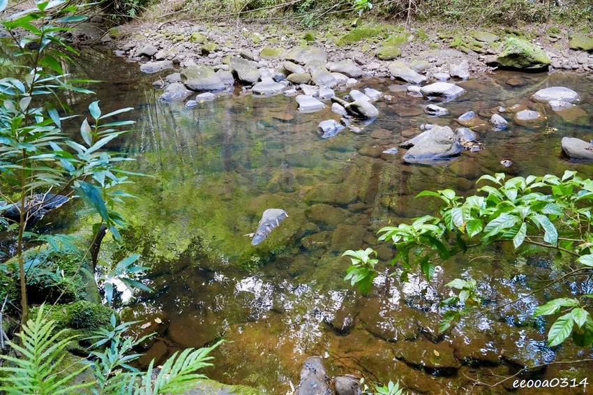新北親子步道推薦｜雙溪虎豹潭古道，溪水清澈可觀魚、林蔭遮蔽輕