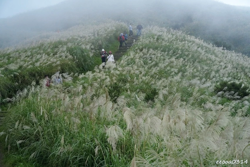 新北瑞芳半屏山步道|800公尺輕鬆好走! 親子級賞芒花步道全 新北瑞芳半屏山步道|800公尺輕鬆好走! 親子級賞芒花步道全