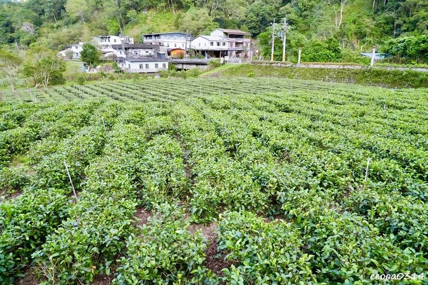 金瓜寮阿卿的店|坪林隱藏版家常料理,茶油雞、紅燒吳郭魚、季節 金瓜寮阿卿的店|坪林隱藏版家常料理,茶油雞、紅燒吳郭魚、季節
