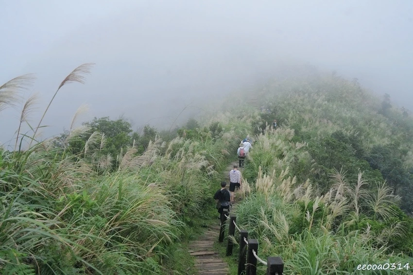 新北瑞芳半屏山步道|800公尺輕鬆好走! 親子級賞芒花步道全 新北瑞芳半屏山步道|800公尺輕鬆好走! 親子級賞芒花步道全
