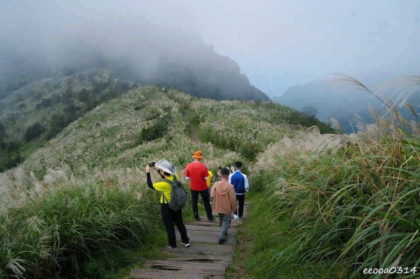新北瑞芳半屏山步道|800公尺輕鬆好走! 親子級賞芒花步道全 新北瑞芳半屏山步道|800公尺輕鬆好走! 親子級賞芒花步道全