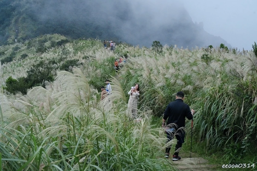 新北瑞芳半屏山步道|800公尺輕鬆好走! 親子級賞芒花步道全 新北瑞芳半屏山步道|800公尺輕鬆好走! 親子級賞芒花步道全