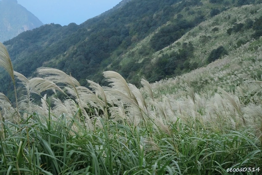 新北瑞芳半屏山步道|800公尺輕鬆好走! 親子級賞芒花步道全 新北瑞芳半屏山步道|800公尺輕鬆好走! 親子級賞芒花步道全
