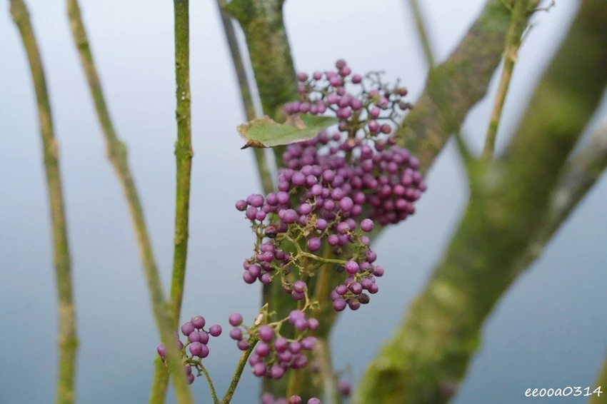 新北瑞芳半屏山步道|800公尺輕鬆好走! 親子級賞芒花步道全 新北瑞芳半屏山步道|800公尺輕鬆好走! 親子級賞芒花步道全