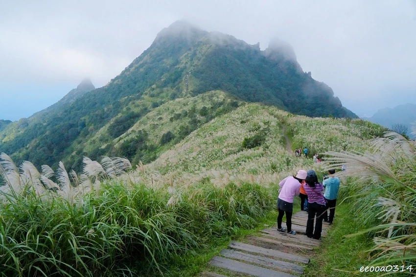 新北瑞芳半屏山步道|800公尺輕鬆好走! 親子級賞芒花步道全 新北瑞芳半屏山步道|800公尺輕鬆好走! 親子級賞芒花步道全