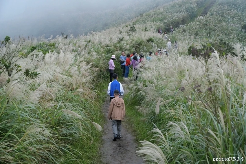 新北瑞芳半屏山步道|800公尺輕鬆好走! 親子級賞芒花步道全 新北瑞芳半屏山步道|800公尺輕鬆好走! 親子級賞芒花步道全