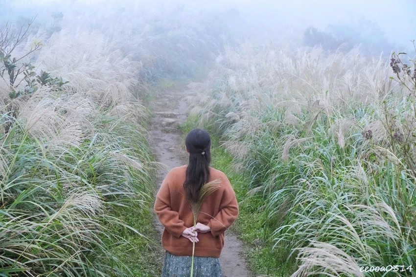 新北瑞芳半屏山步道|800公尺輕鬆好走! 親子級賞芒花步道全 新北瑞芳半屏山步道|800公尺輕鬆好走! 親子級賞芒花步道全