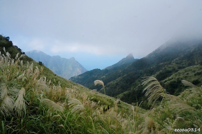 新北瑞芳半屏山步道|800公尺輕鬆好走! 親子級賞芒花步道全 新北瑞芳半屏山步道|800公尺輕鬆好走! 親子級賞芒花步道全