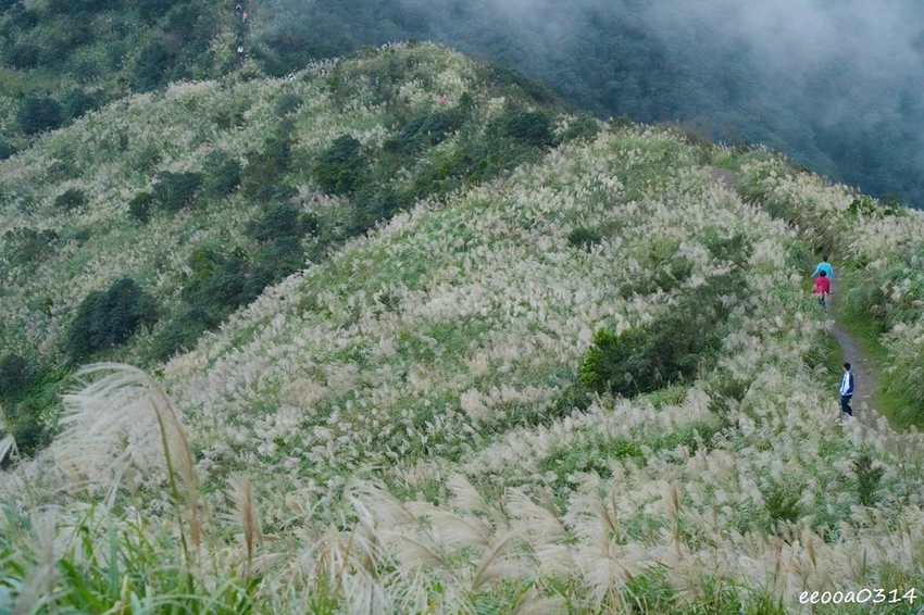 新北瑞芳半屏山步道|800公尺輕鬆好走! 親子級賞芒花步道全 新北瑞芳半屏山步道|800公尺輕鬆好走! 親子級賞芒花步道全