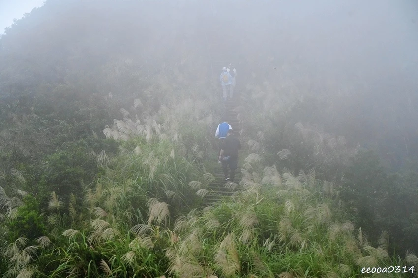 新北瑞芳半屏山步道|800公尺輕鬆好走! 親子級賞芒花步道全 新北瑞芳半屏山步道|800公尺輕鬆好走! 親子級賞芒花步道全