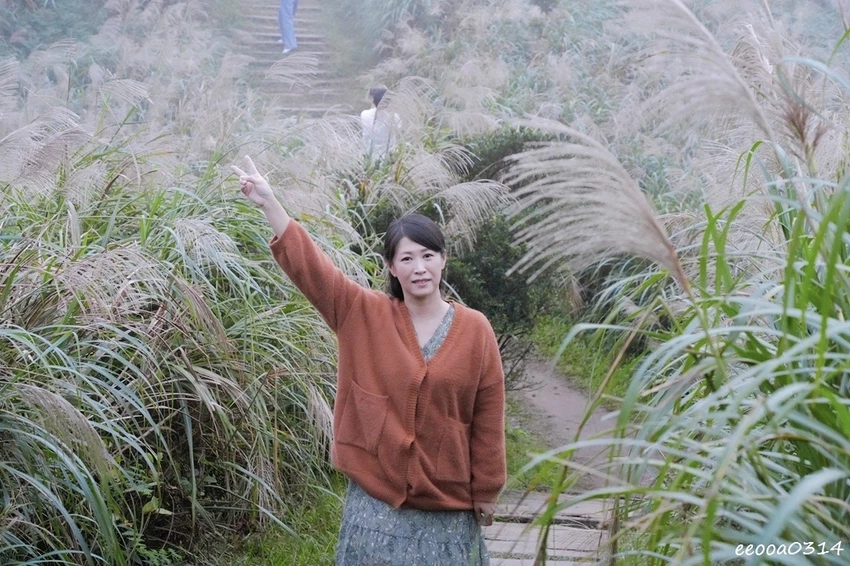 新北瑞芳半屏山步道|800公尺輕鬆好走! 親子級賞芒花步道全 新北瑞芳半屏山步道|800公尺輕鬆好走! 親子級賞芒花步道全