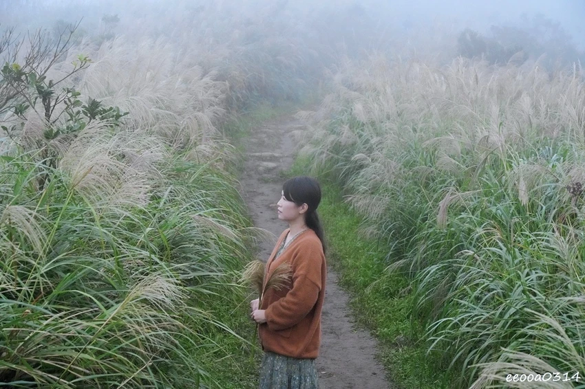 新北瑞芳半屏山步道|800公尺輕鬆好走! 親子級賞芒花步道全 新北瑞芳半屏山步道|800公尺輕鬆好走! 親子級賞芒花步道全