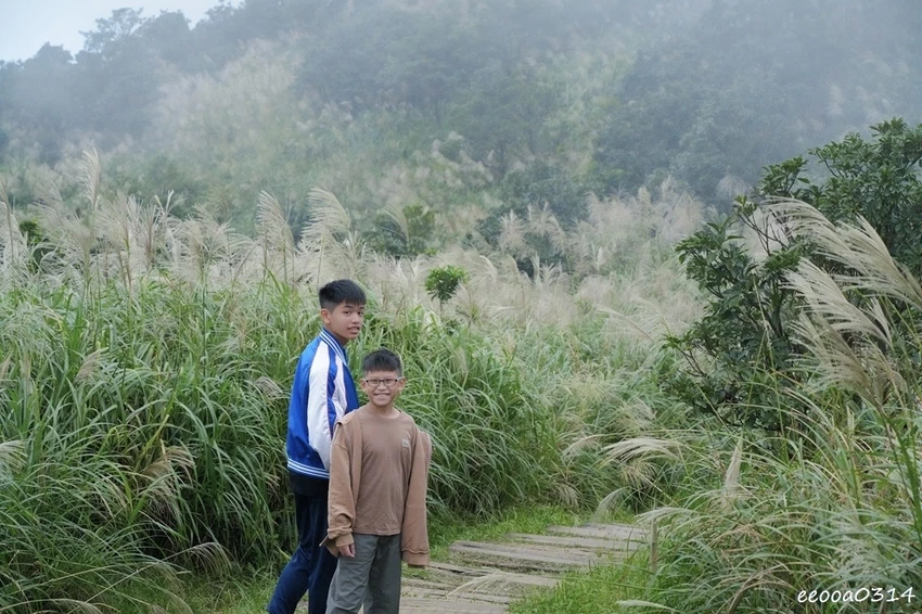 新北瑞芳半屏山步道|800公尺輕鬆好走! 親子級賞芒花步道全 新北瑞芳半屏山步道|800公尺輕鬆好走! 親子級賞芒花步道全