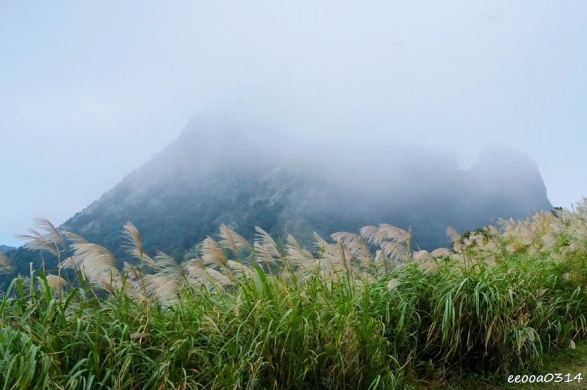 新北瑞芳半屏山步道|800公尺輕鬆好走! 親子級賞芒花步道全 新北瑞芳半屏山步道|800公尺輕鬆好走! 親子級賞芒花步道全