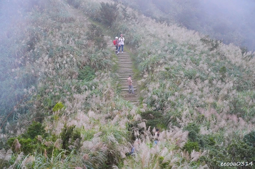 新北瑞芳半屏山步道|800公尺輕鬆好走! 親子級賞芒花步道全 新北瑞芳半屏山步道|800公尺輕鬆好走! 親子級賞芒花步道全