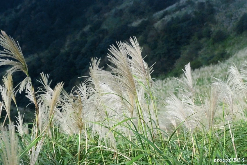新北瑞芳半屏山步道|800公尺輕鬆好走! 親子級賞芒花步道全 新北瑞芳半屏山步道|800公尺輕鬆好走! 親子級賞芒花步道全