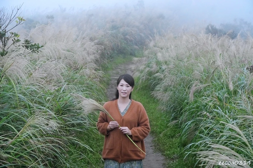 新北瑞芳半屏山步道|800公尺輕鬆好走! 親子級賞芒花步道全 新北瑞芳半屏山步道|800公尺輕鬆好走! 親子級賞芒花步道全