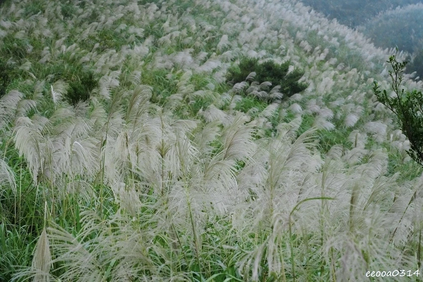 新北瑞芳半屏山步道|800公尺輕鬆好走! 親子級賞芒花步道全 新北瑞芳半屏山步道|800公尺輕鬆好走! 親子級賞芒花步道全