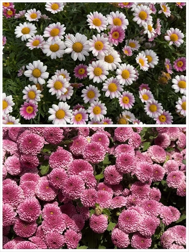 2025士林官邸菊展、主題:藝菊圓夢,活動日期:2025/1 2025士林官邸菊展、主題:藝菊圓夢,活動日期:2025/1