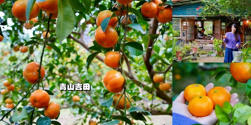 桃園龍潭採果景點|季節限定「青山吉田」採砂糖橘價格及開放時間!