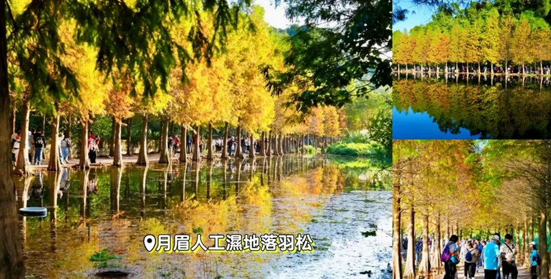大溪落羽松秘境「月眉人工濕地落羽松」成排水岸倒影美到像在歐洲!
