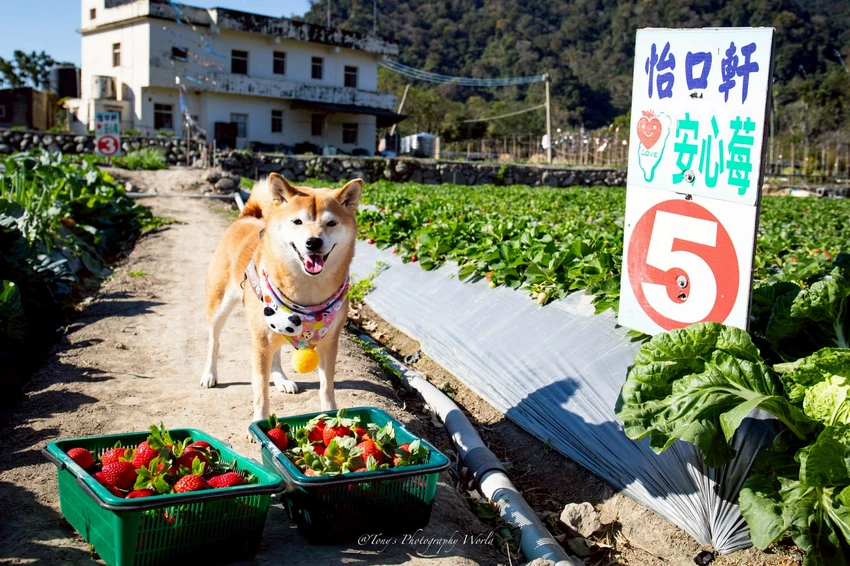大湖親子草莓園推薦！怡口軒安心莓，超巨大超甜的草莓啦，來當草莓富翁，最便宜最新鮮還不吃爆嗎 – 小珊珊W...