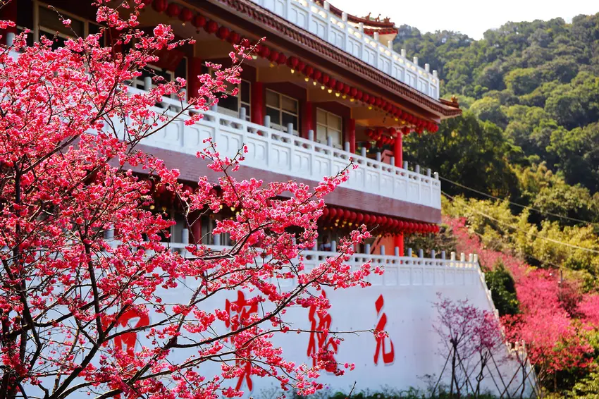 桃園賞櫻秘境-龜山元德寶宮，下車即賞櫻，八重櫻花漫山盛放中！粉紅山城浪漫登場〜 – 小珊珊WOW好吃好玩