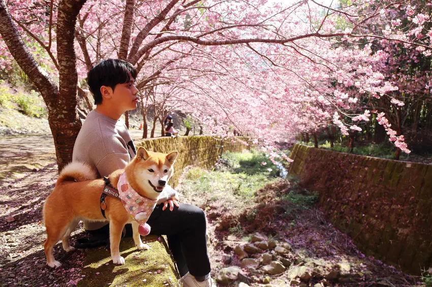 北橫賞櫻秘境-夏蝶冬櫻山谷園地，滿山滿谷絕美櫻花季，漫步在粉嫩櫻花樹下，滿開隨風飄落的粉紅花雨 – 小珊...