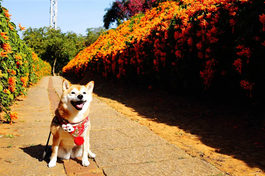 苗栗銅鑼炮仗花海公園，500公尺美麗的黃金瀑布絕美橘色花海綿延，季節限定美景 – 小珊珊WOW好吃好玩