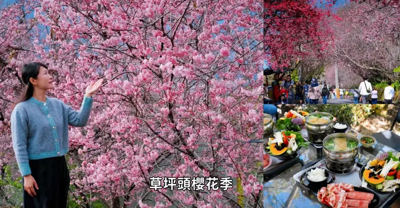 2026草坪頭櫻花季攻略：南投信義賞櫻秘境！冠鈺園茶園小火鍋、交通資訊、花期全收錄！