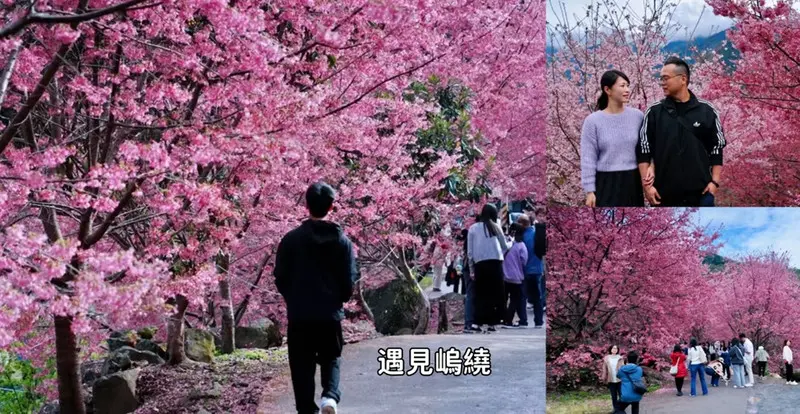 2026 新竹賞櫻秘境！尖石「遇見嵨ㄨˇ繞」櫻花季全紀錄：交通停車、最新花況、入園清潔費分享！