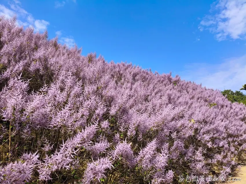 南投國姓隱藏版花海「九尖茶廠麝香木」!漫步粉紫雲海般夢境,走進高山浪漫告白季。
