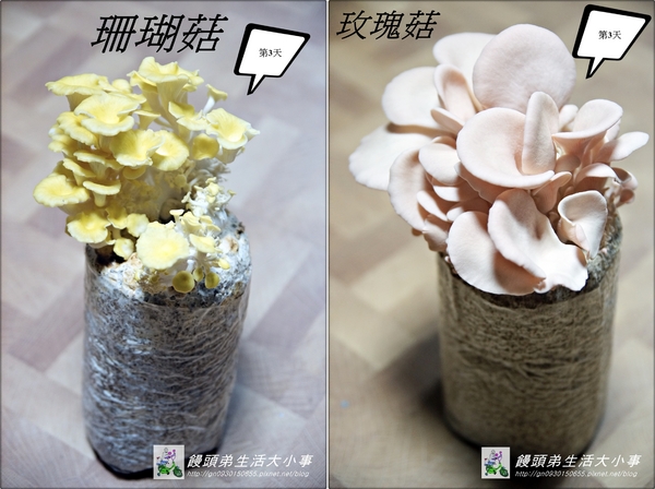 菇果 GUGO：【宅配】自給自足種出好香菇♪♪菇果 GUGO♪♪