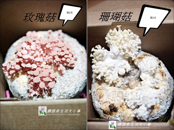 菇果 GUGO：【宅配】自給自足種出好香菇♪♪菇果 GUGO♪♪