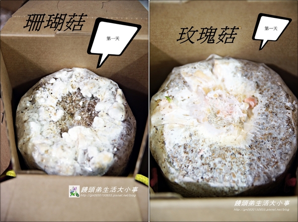 菇果 GUGO：【宅配】自給自足種出好香菇♪♪菇果 GUGO♪♪