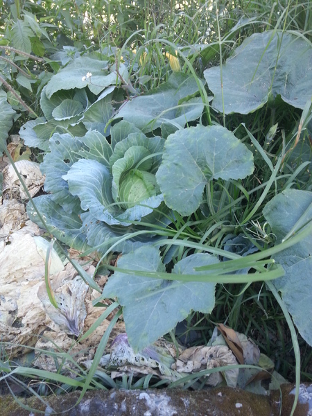 永賀會館：[南投][住宿]清境~永賀會館