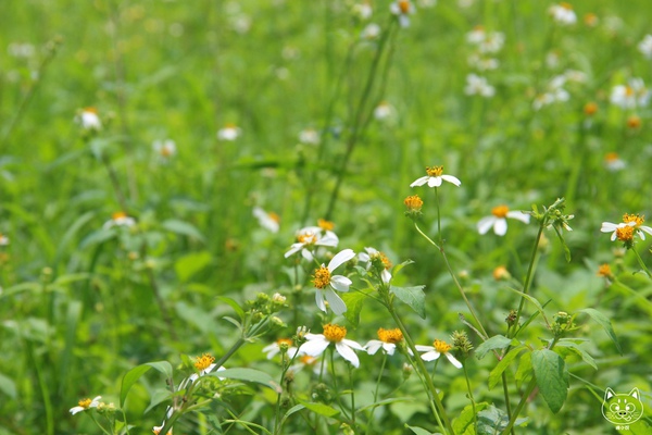 南投縣 魚池鄉 三育基督學院