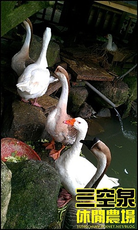 三空泉休閒農場：[新北淡水] 田野間的秘密美食花園~三空泉休閒農場