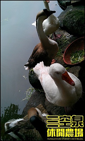 三空泉休閒農場：[新北淡水] 田野間的秘密美食花園~三空泉休閒農場
