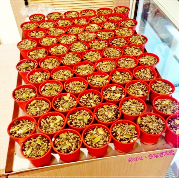 甘本堂蛋糕烘焙坊:【台南。甘本堂】來去蛋糕店買盆栽。盆栽提拉米蘇