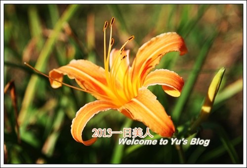 巴拉卡公路：台北賞金針花獨家秘境