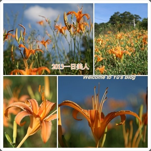 巴拉卡公路：台北賞金針花獨家秘境