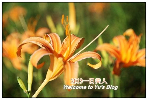 巴拉卡公路：台北賞金針花獨家秘境