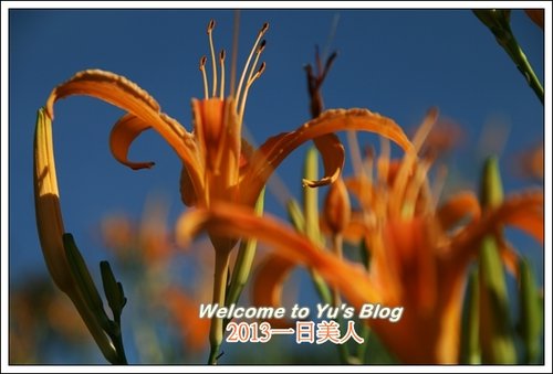 巴拉卡公路：台北賞金針花獨家秘境