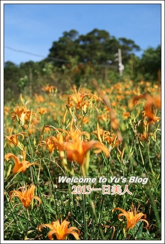 巴拉卡公路：台北賞金針花獨家秘境