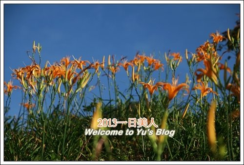 巴拉卡公路：台北賞金針花獨家秘境